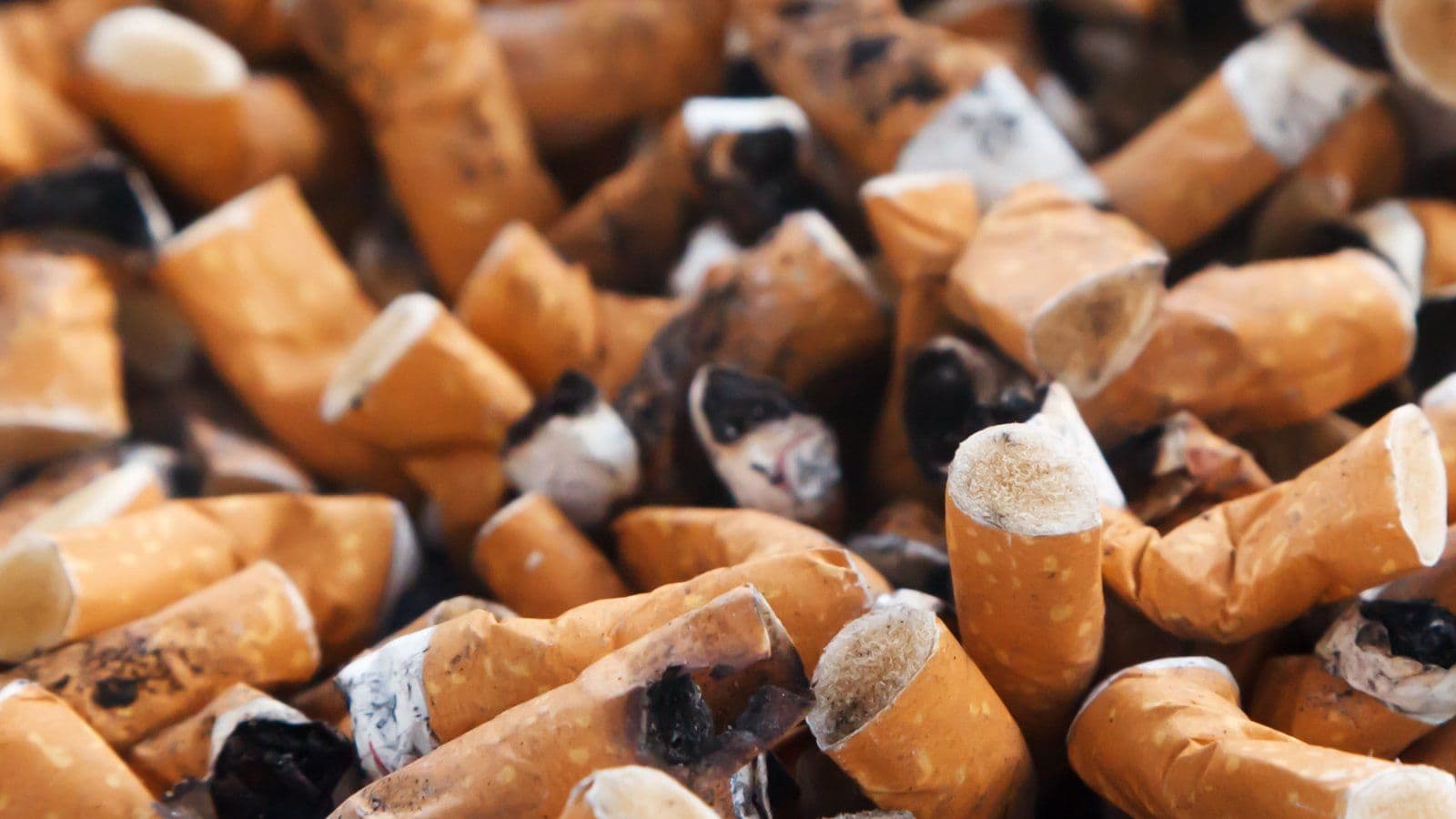 Amas de megots de cigarettes consumes
