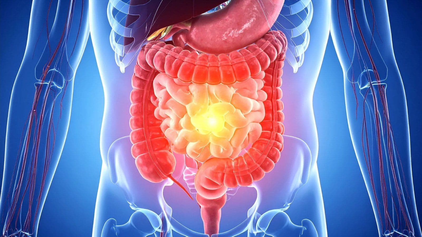 Vue anatomique en 3D du systeme digestif et de l intestin