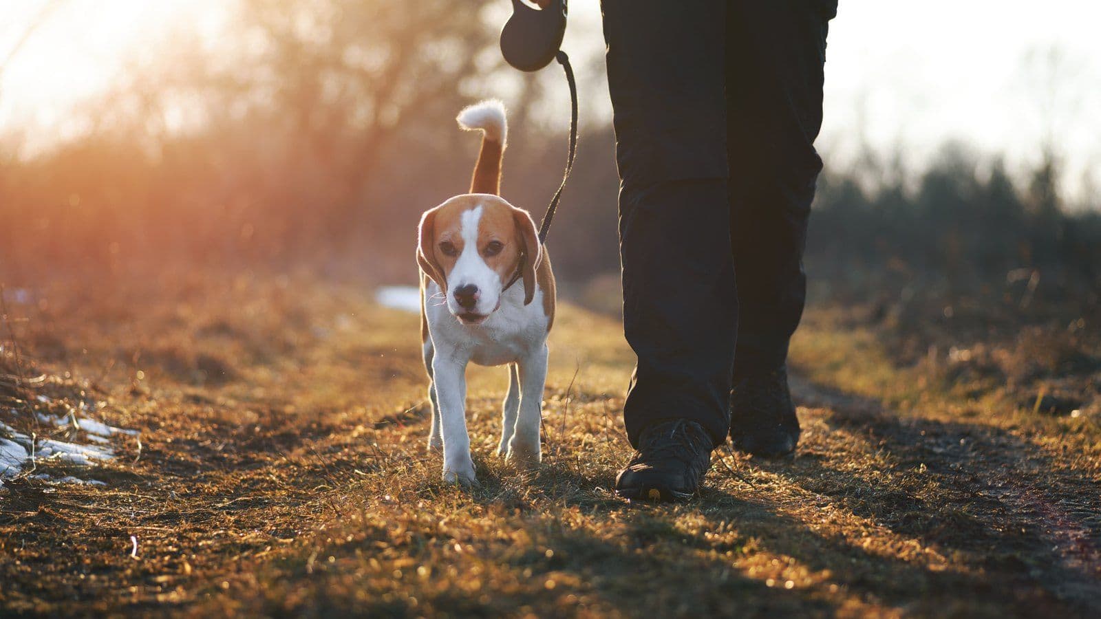 Promenade avec un chien en laisse sur un chemin au soleil couchant
