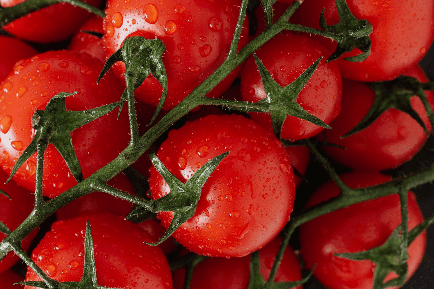 Gros plan de tomates rouges en grappe couvertes de gouttes d eau