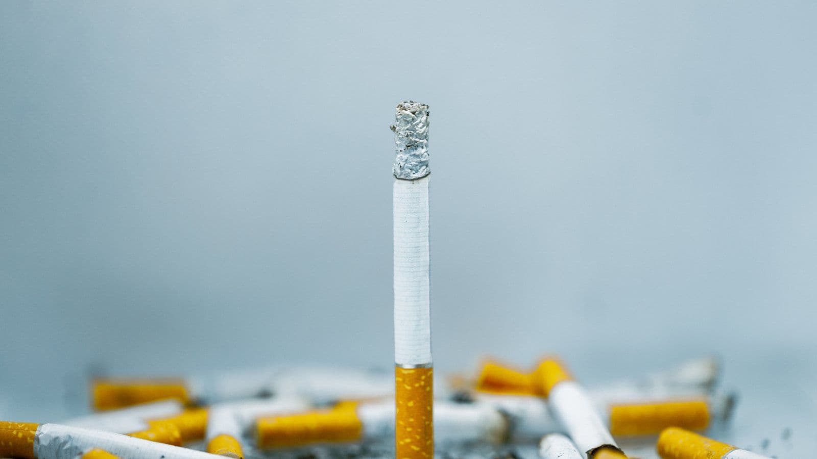 Cigarette allumee dressee au milieu de cigarettes couchees